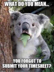 Check Out Our Top Timesheet Memes TimeCamp   Koala Timesheet 185x246 